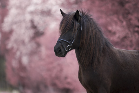 Portrait vom Islandpferd in Kirschblüte